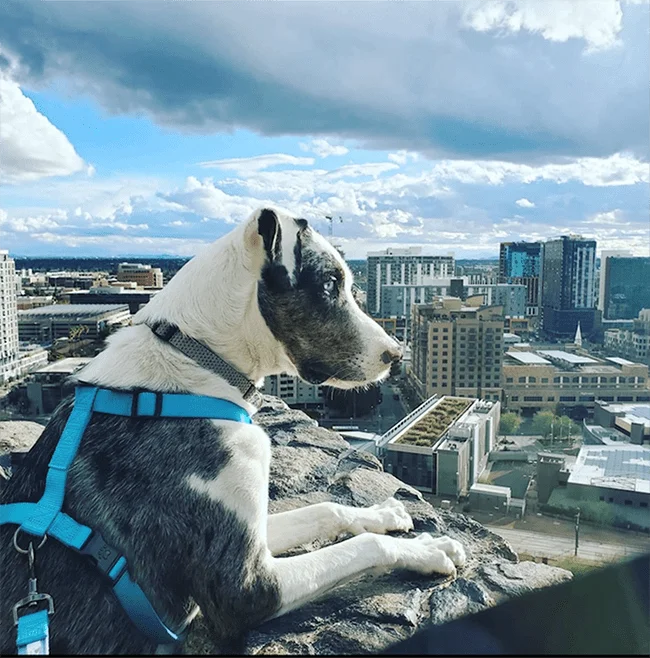 pet dog overlooking city